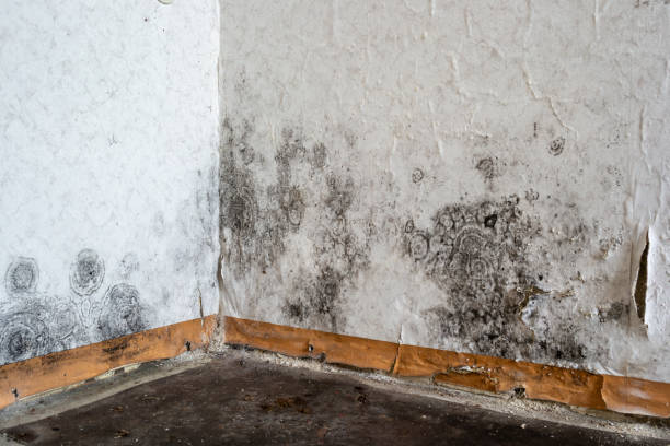 Mold Removal Process